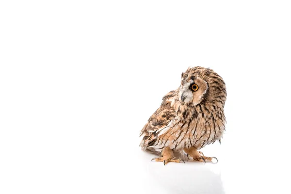 Lindo búho salvaje esponjoso aislado en blanco con espacio de copia - foto de stock