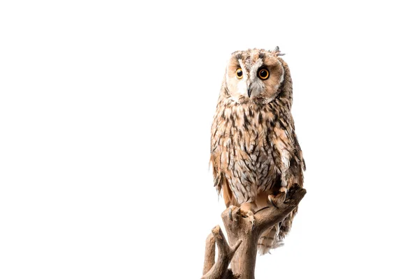 Wild owl sitting on wooden branch isolated on white with copy space — Stock Photo
