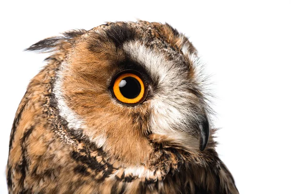Wild owl muzzle isolated on white — Stock Photo