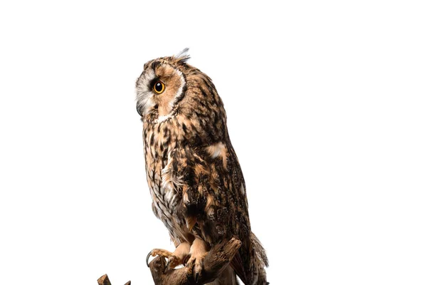 Vue latérale du hibou sauvage assis sur une branche de bois isolé sur blanc — Photo de stock