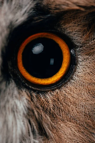 Close up view of wild owl orange and black eye — Stock Photo