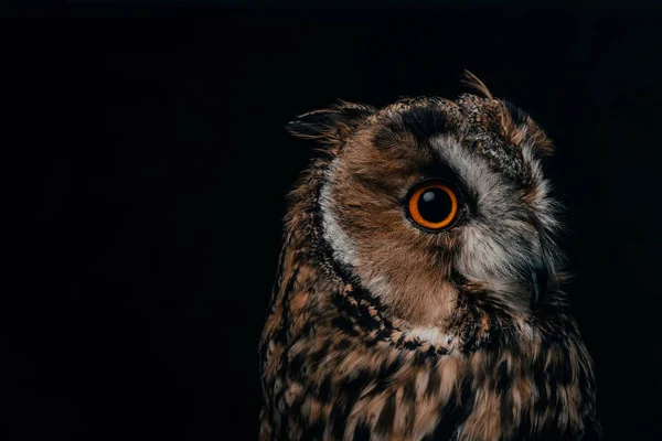 Cute wild owl muzzle isolated on black with copy space — Stock Photo