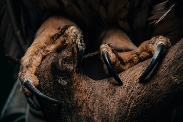 Close up view of wild owl claws in dark on wooden branch isolated on black — Stock Photo