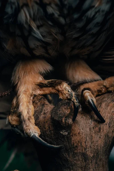 Крупный план когтей дикой совы в темноте на деревянной ветке, изолированной на черной — стоковое фото
