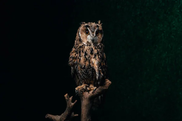 Wild owl sitting in dark on wooden branch isolated on black — Stock Photo