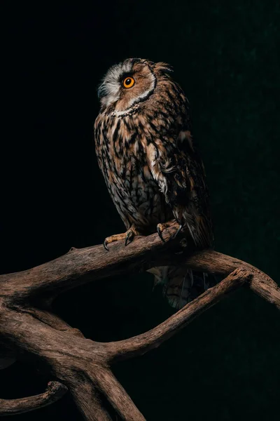 Wild owl sitting in dark on wooden branch isolated on black — Stock Photo