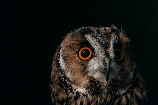 Cute wild owl muzzle isolated on black with copy space — Stock Photo