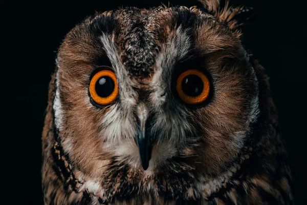 Close up view of wild owl muzzle isolated on black — Stock Photo