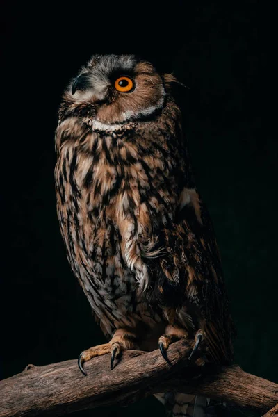 Wild owl sitting in dark on wooden branch isolated on black — Stock Photo