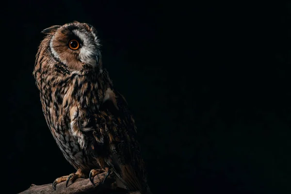 Wild owl sitting in dark on wooden branch isolated on black with copy space — Stock Photo
