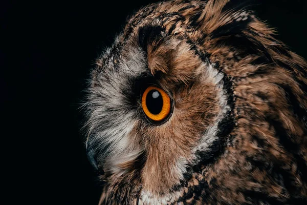 Side view of wild owl muzzle isolated on black — Stock Photo