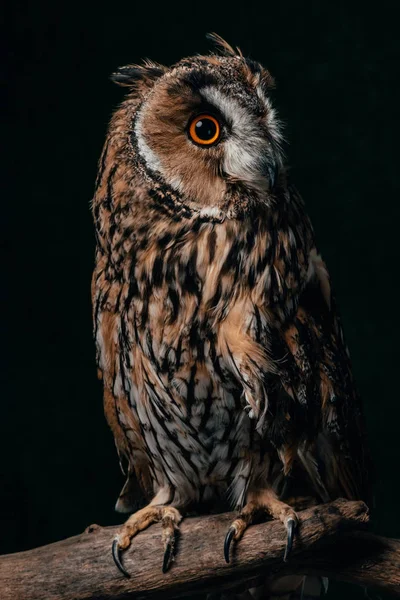 Waldkauz sitzt im Dunkeln auf hölzernem Ast isoliert auf schwarzem — Stockfoto