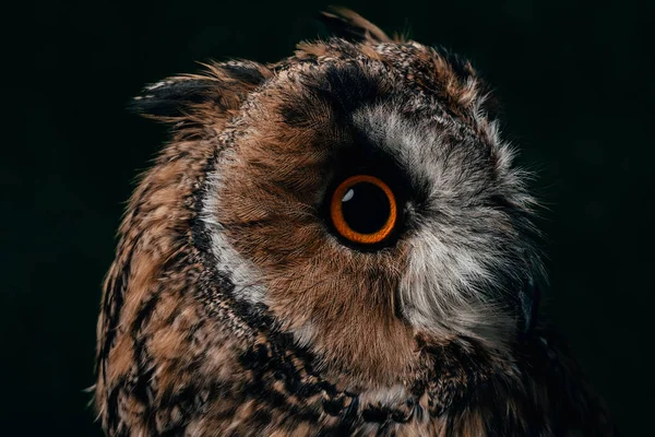Close up view of wild owl muzzle isolated on black — Stock Photo
