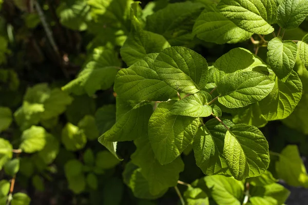 Vista de cerca de hojas de plantas verdes con luz solar - foto de stock