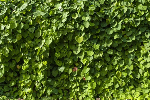 Bush twigs with green leaves and sunlight — Stock Photo