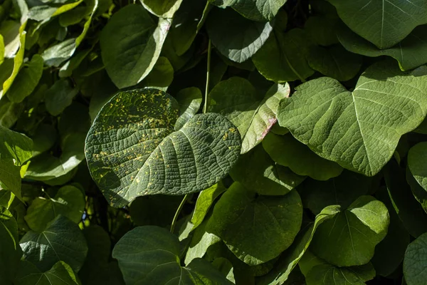 Крупним планом вид на зелене листя з сонячним світлом — стокове фото