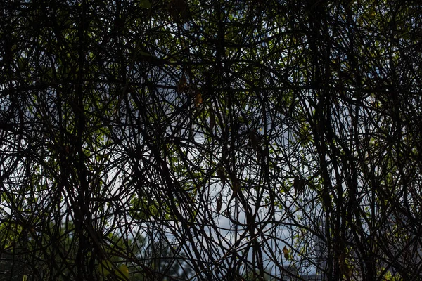 Arbres sombres branches et ciel nuageux — Photo de stock