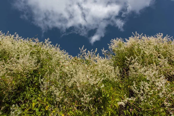 Green bushes with white flowers and blue cloudy sky at background — Stock Photo