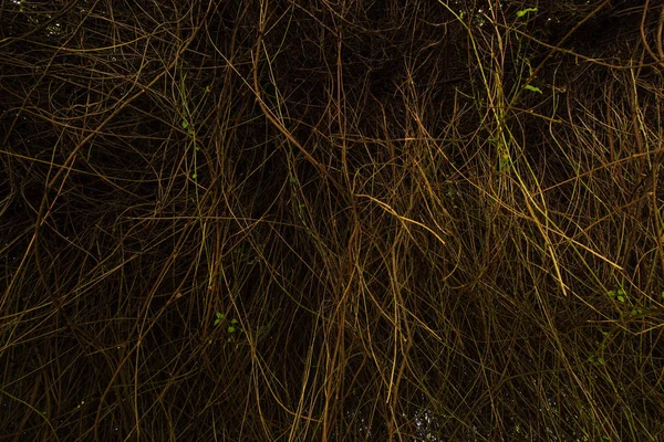 Zweige mit grünen Blättern im Wald pflanzen — Stockfoto