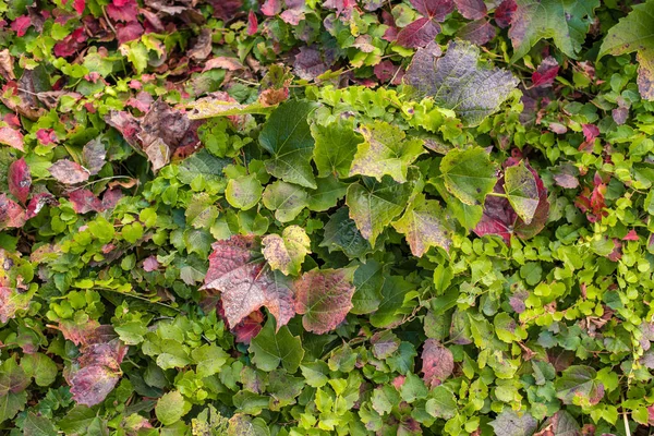 Вид сверху на зеленые и красные листья растений — стоковое фото
