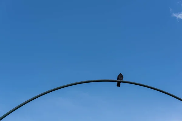 Low angle view of pigeon on arch with blue sky at background — Stock Photo