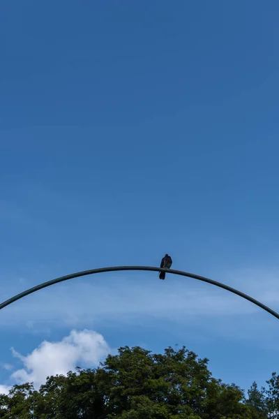 Tiefansicht der Taube auf Bogen mit blauem Himmel und Bäumen im Hintergrund — Stockfoto