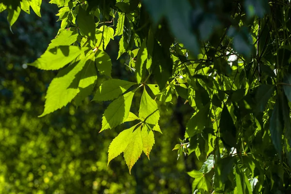 Vista de cerca de las hojas de uva silvestre a la luz del sol - foto de stock