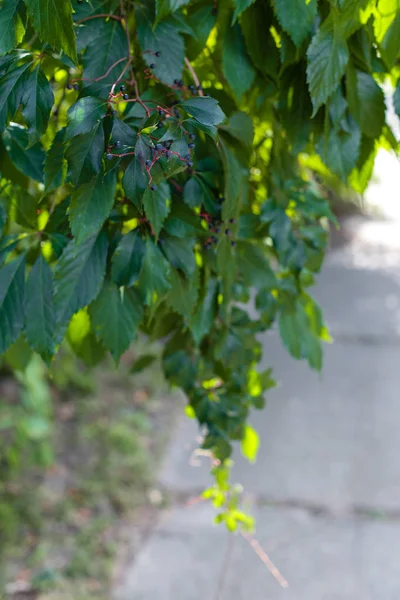 Зеленые дикие виноградные листья с ягодами и солнечным светом — стоковое фото