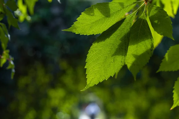 Vista de cerca de hojas verdes con luz solar y sombra - foto de stock