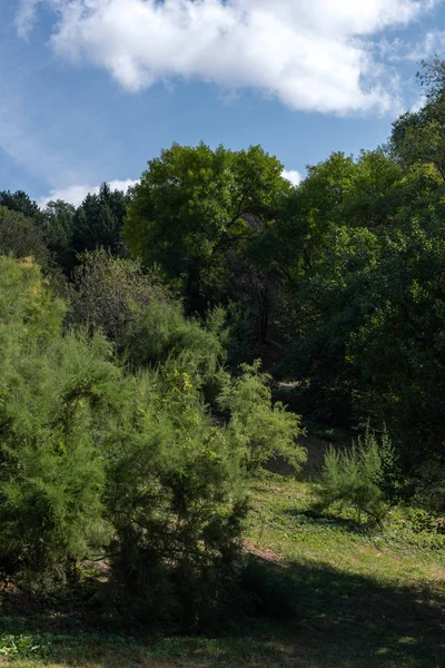 Grüne Bäume und Rasen mit blauem Himmel im Hintergrund — Stockfoto