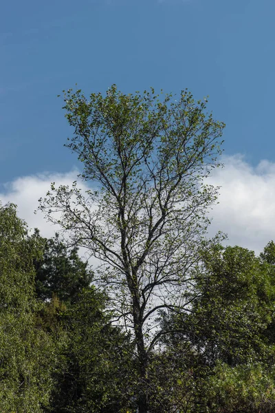 Trees with green leaves and cloudy sky at background — Stock Photo