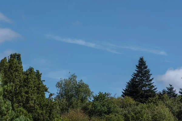 Árvores com folhas verdes e céu azul no fundo — Fotografia de Stock