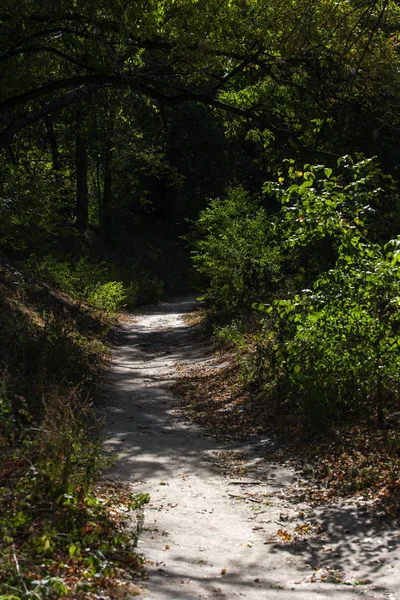 Walkway with sunlight and shadow in summer forest — Stock Photo
