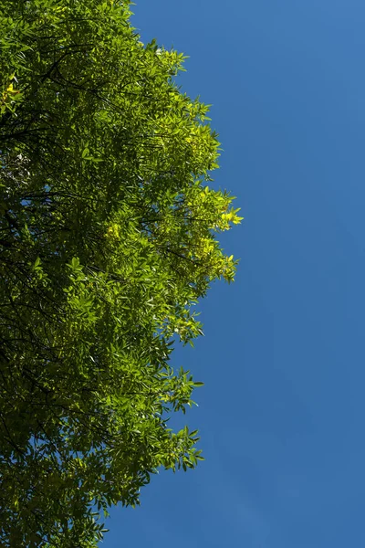 Bottom view of tree branches with green leaves and blue sky at background — Stock Photo