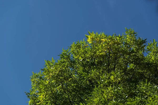 Вид знизу гілки дерева з зеленим листям і блакитним небом на фоні — стокове фото