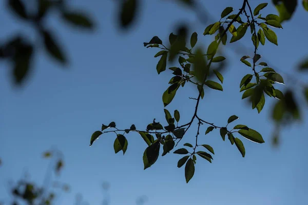 Close up view of green leaves on tree branches and blue sky at background — Stock Photo