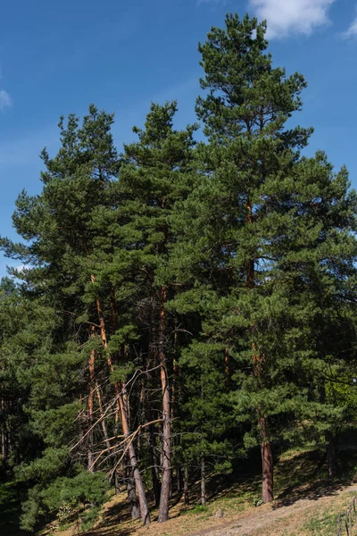 Arbres à feuilles persistantes dans la forêt et ciel bleu en arrière-plan — Photo de stock