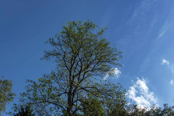 Vue en angle bas des arbres et ciel bleu avec des nuages en arrière-plan — Photo de stock