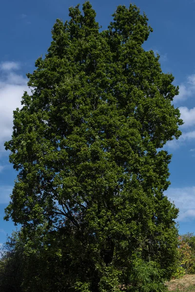 Low angle view of cypress with blue sky at background — Stock Photo