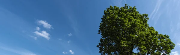 Vista de bajo ángulo de ciprés y cielo azul con nubes en el fondo, plano panorámico - foto de stock