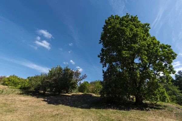 Green trees with sunlight and blue sky with clouds at background — Stock Photo