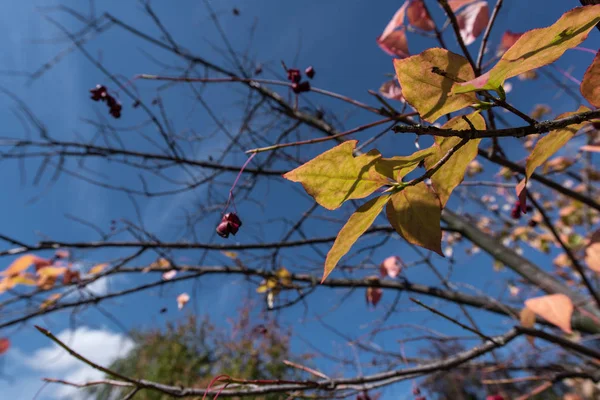 Hojas amarillas y bayas en ramas de árboles con cielo azul al fondo - foto de stock