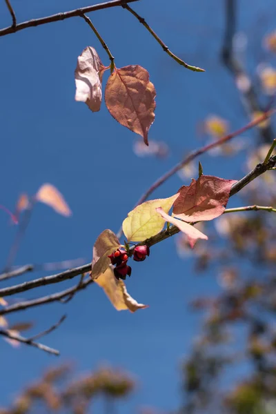 Крупним планом вид на жовте листя і ягоди на гілках з блакитним небом на фоні — стокове фото
