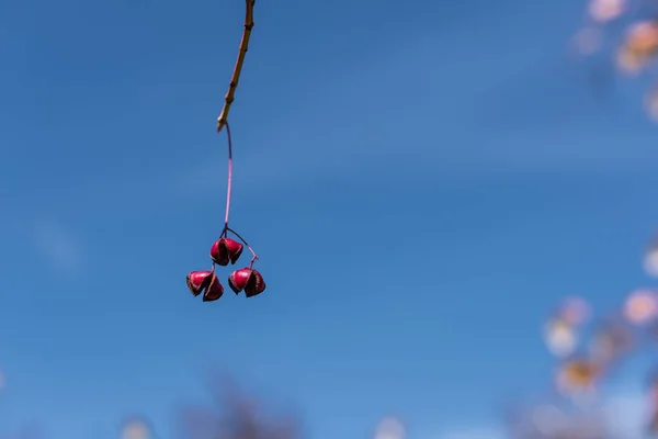 Close up view of red berries on branch with blue sky at background — Stock Photo