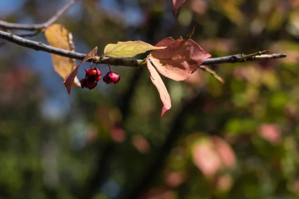 Крупним планом вид на жовте листя і ягоди на гілці дерева — стокове фото