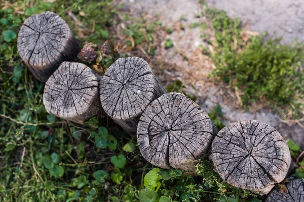 Vista superior de troncos de madera y hojas verdes en el suelo - foto de stock