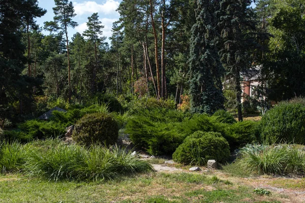 Arbustos e árvores na grama verde no parque de verão — Fotografia de Stock