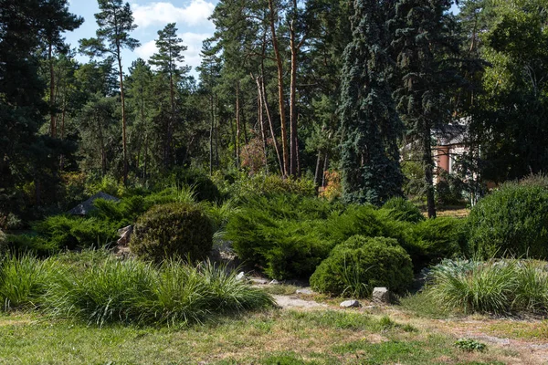 Cespugli e alberi su erba verde nel parco estivo — Foto stock