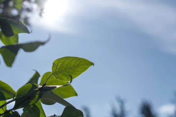 Vista de cerca de las hojas verdes a la luz del sol con el cielo azul en el fondo - foto de stock