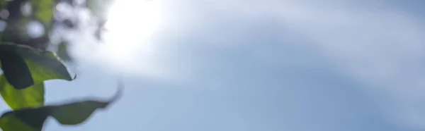 Tiro panorâmico de folhas verdes na luz solar com céu azul no fundo — Fotografia de Stock